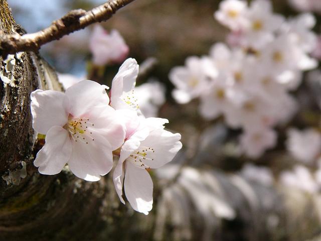 桜咲く