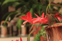 かにサボテンの花咲いた
