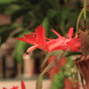 かにサボテンの花咲いた