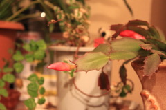 かにサボテンの花の蕾