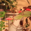 かにサボテンの花の蕾