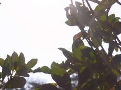 日光