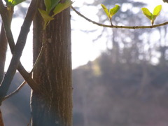 木に止まる葉