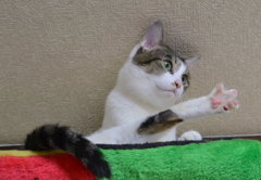じゃんけん～ﾊﾟｧｰ