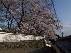 龍野城の白壁と桜