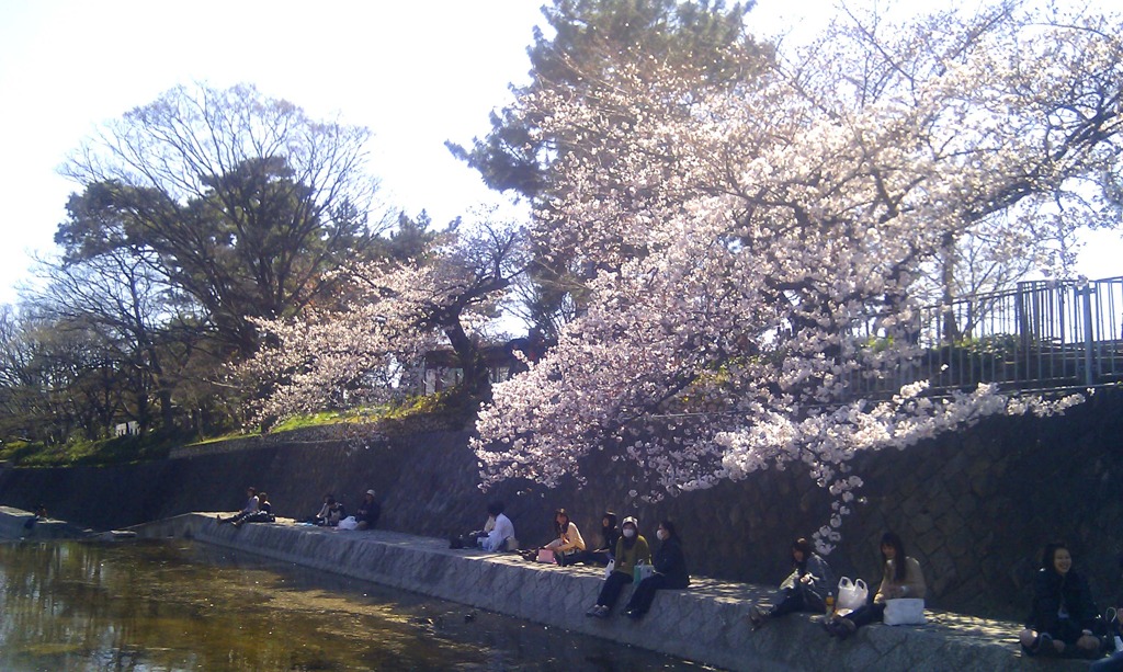 さくら夙川_002