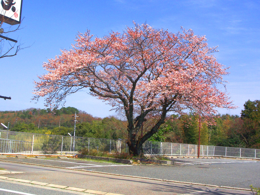 車道脇の桜
