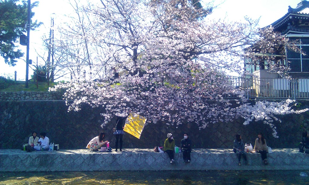 桜の下で