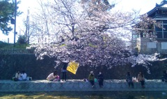 桜の下で