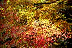 高源寺の紅葉