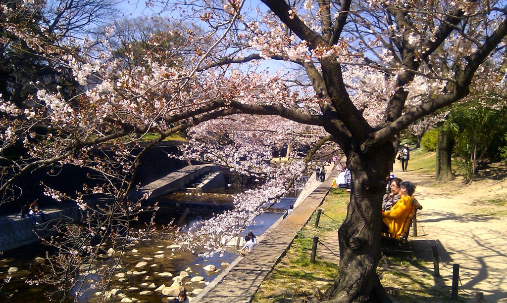 桜を見ながらお話三昧