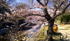 桜を見ながらお話三昧