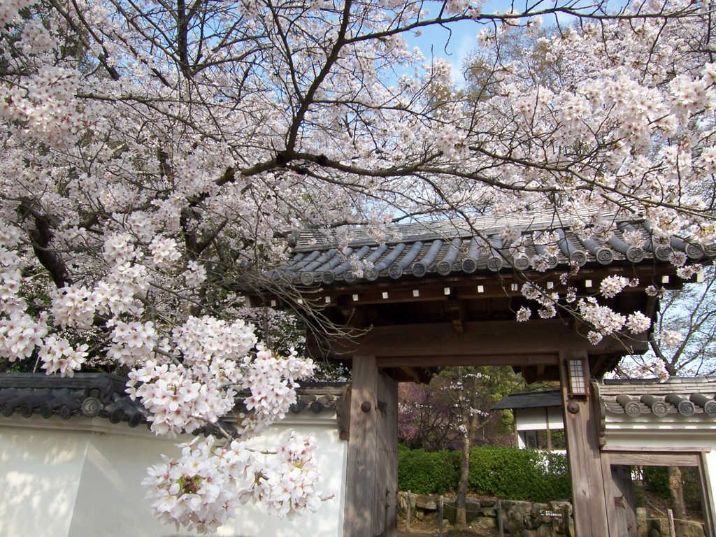 龍野城の西門と桜