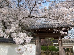 龍野城の西門と桜