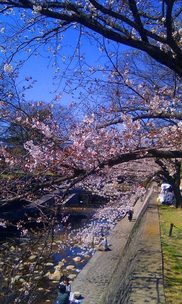 さくら夙川_004