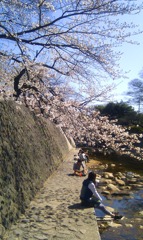 さくら夙川_006