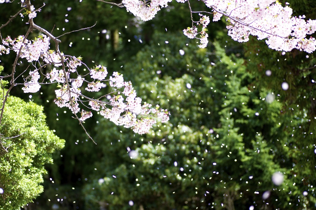 桜散る