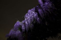 夜の藤棚