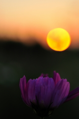 夕陽と秋桜草