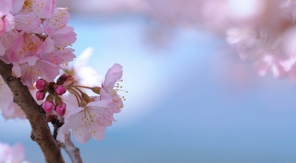 桜１