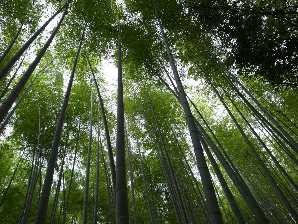 京都竹林２