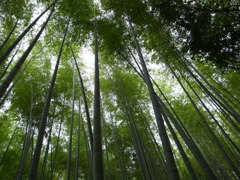 京都竹林２