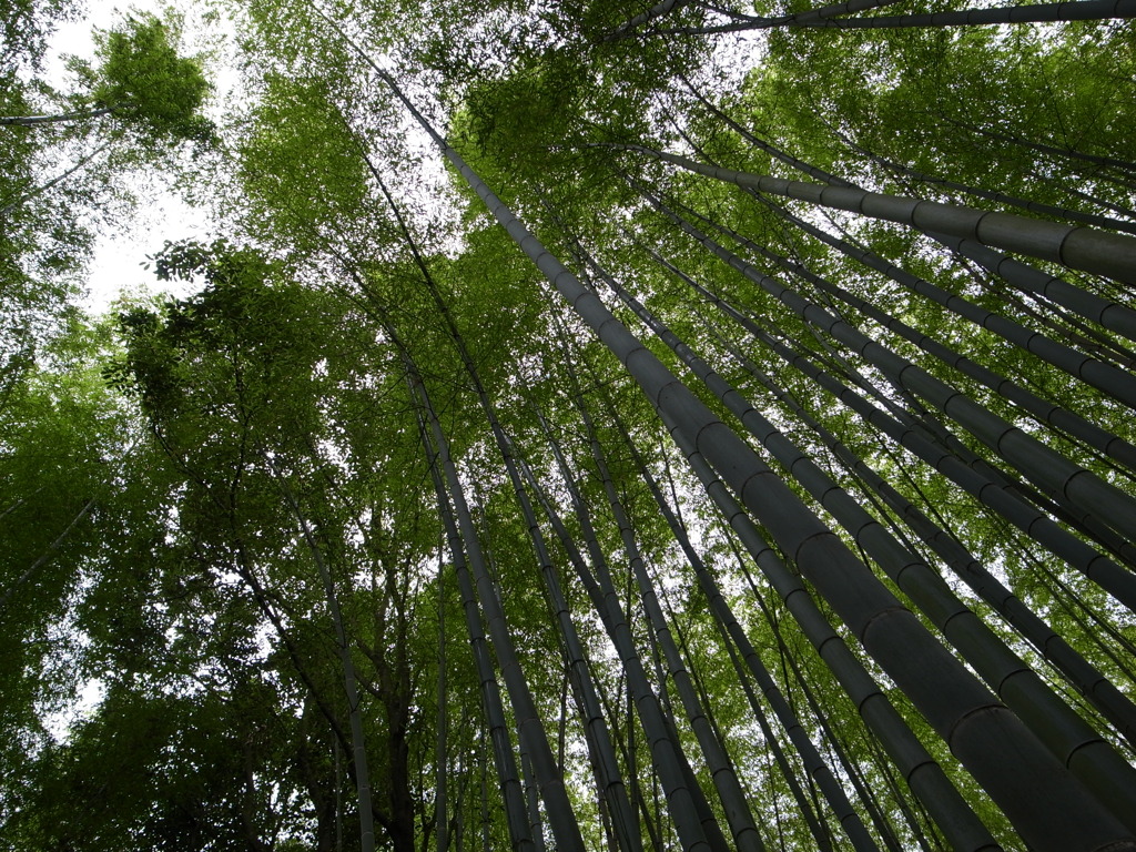 京都竹林１