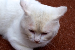 老猫