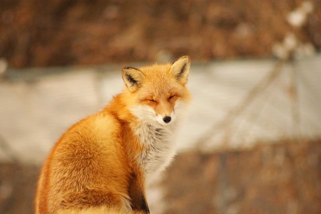 北海道のきつねさん