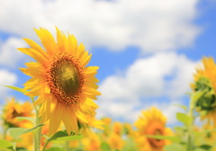 夏の顔