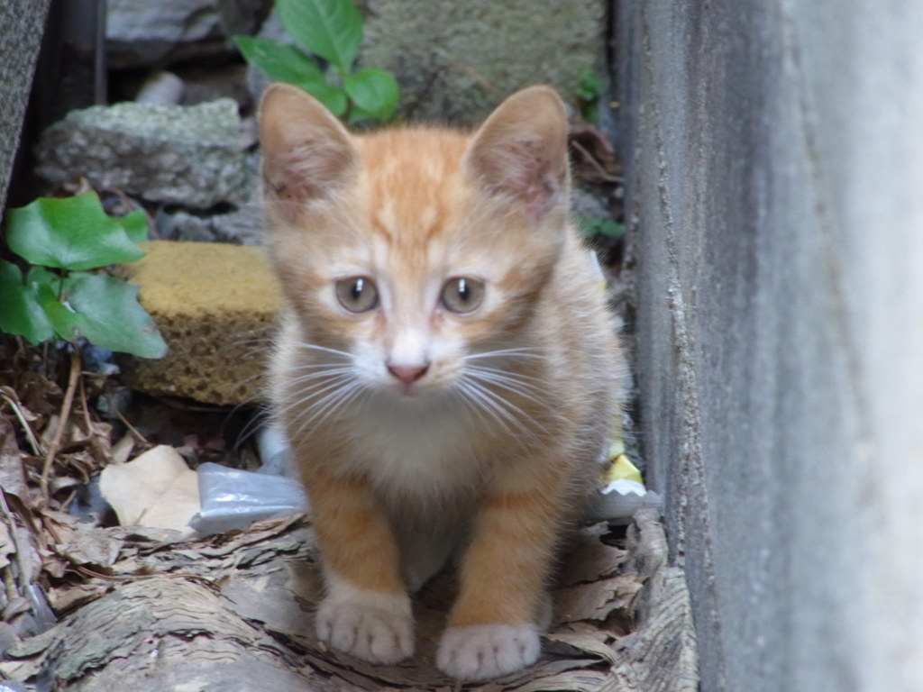 子猫です。2012年その3