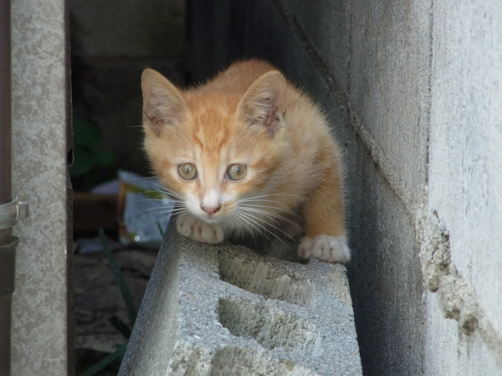 子猫です。2012年その2