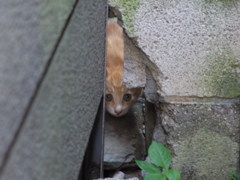 子猫です。2012年その1