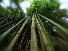 秘境の竹林