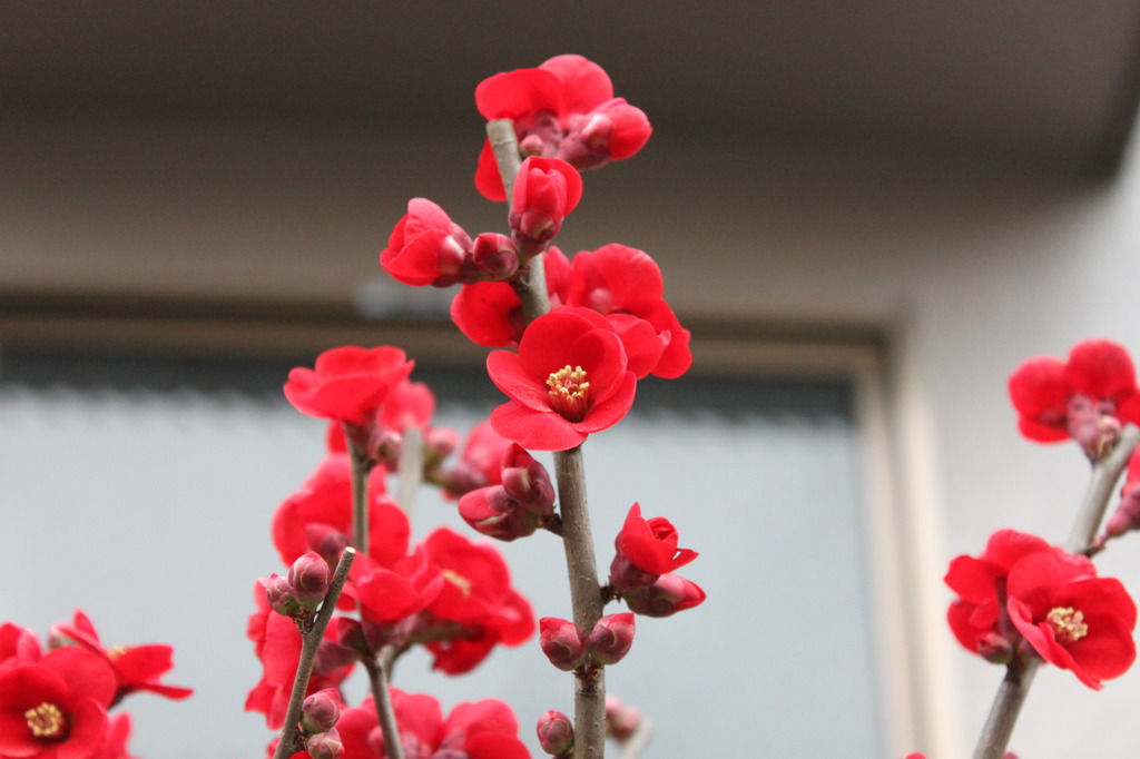 梅？桃？の花