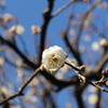 春の匂い