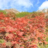 紅青白