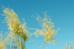 silver grass