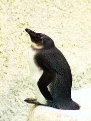 夢見るペンギン