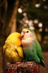 I LOVE YOU