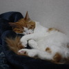 毛布気持ちいいの