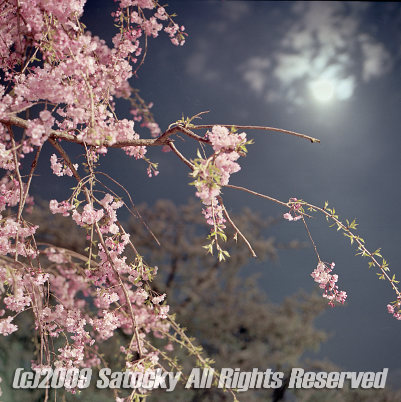 月夜桜