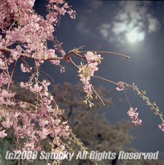 月夜桜