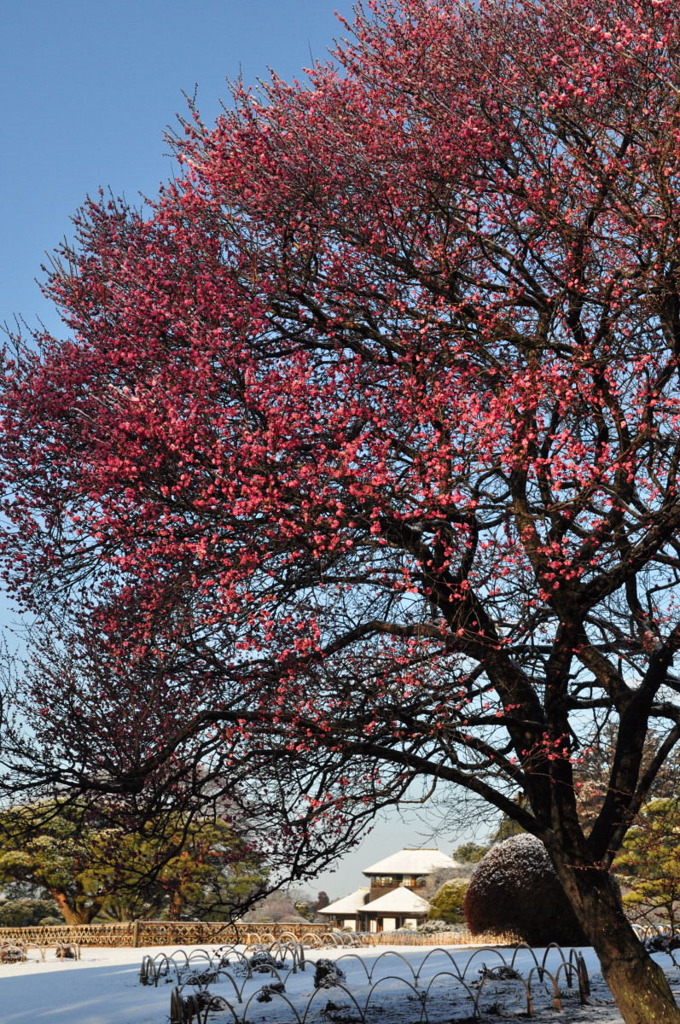 紅梅と雪景色