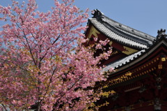 寺院の河津桜