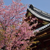 寺院の河津桜