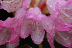 雨上がり