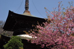 仏塔と河津桜