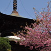 仏塔と河津桜