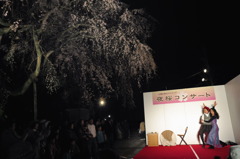 夜桜コンサート